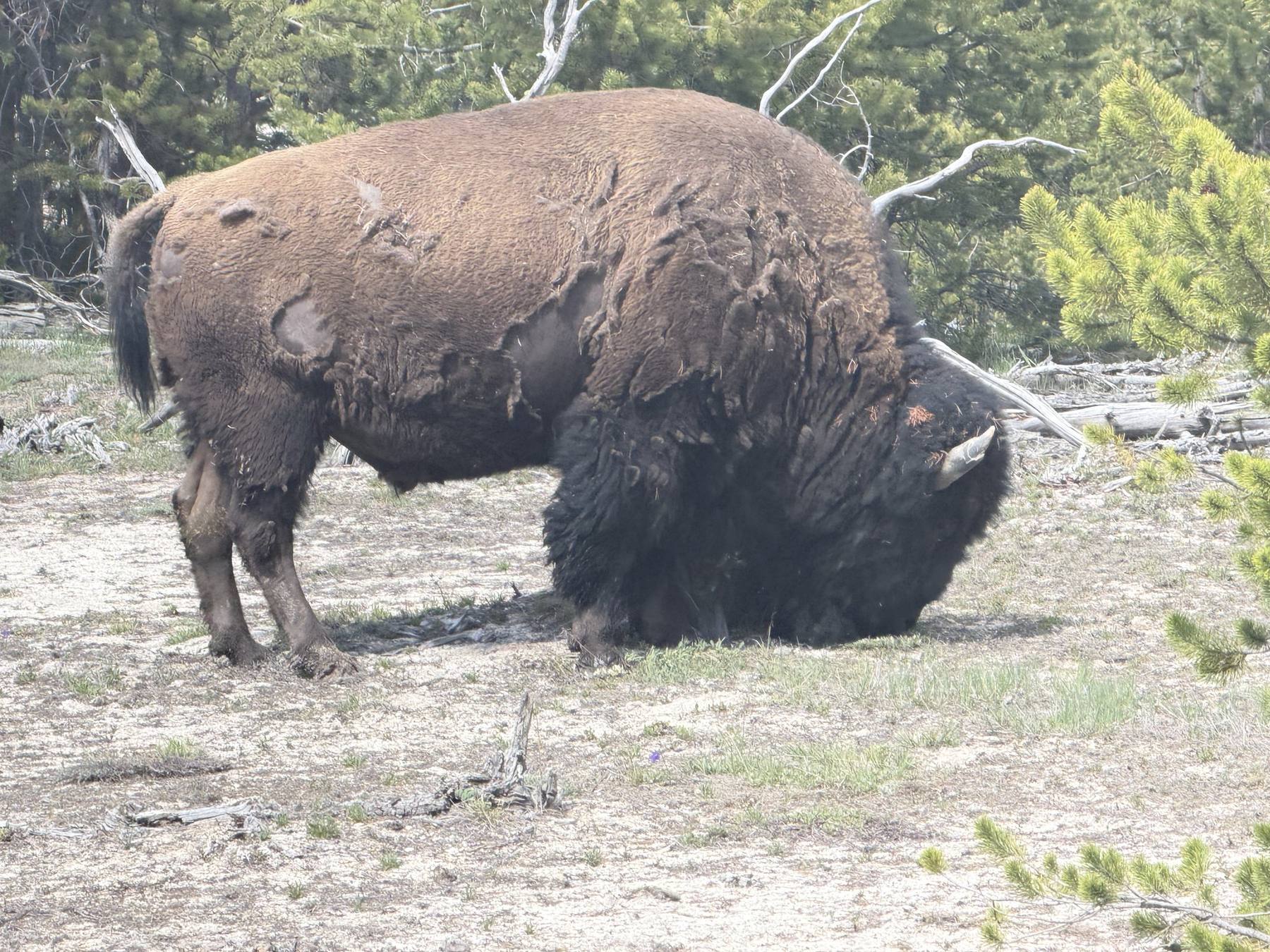 Un bisonte macho pastando a pocas yardas de la carretera en el Parque Nacional de Yellowstone