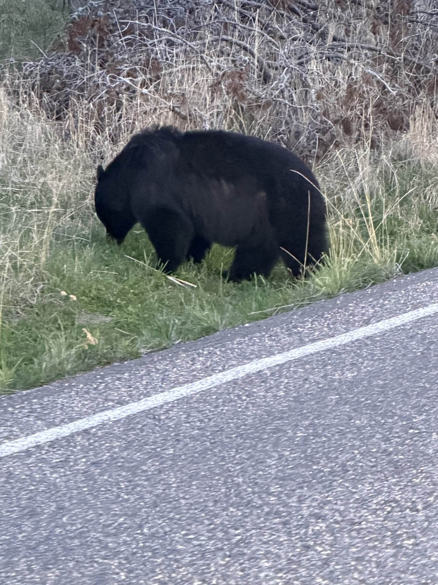 Un oso negro pastando en el arcén de una carretera del parque, fotografiado desde un auto detenido